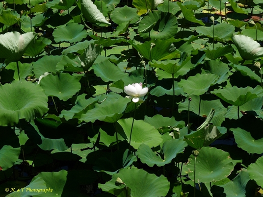 {Nelumbo nucifera}